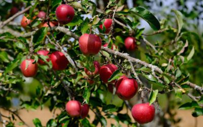 Planting Bodhi Trees